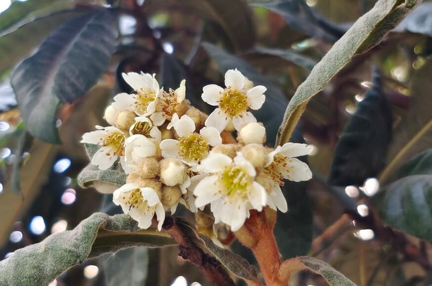 枇杷开花时喷施什么肥料好 枇杷开花期施肥指南