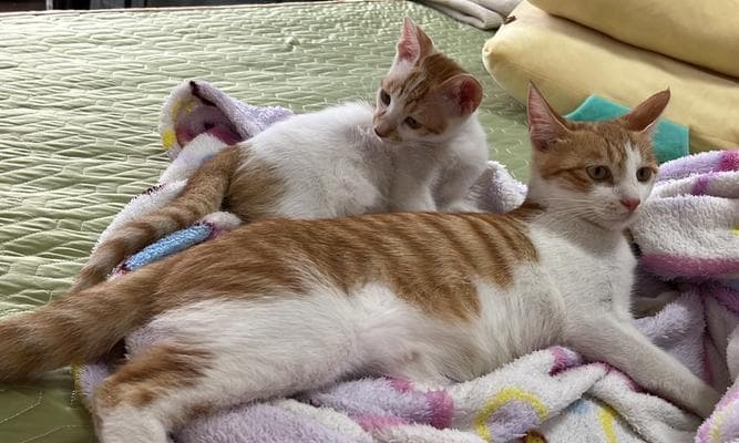 猫咪为什么老是舔东西？舔毛行为背后的秘密是什么？