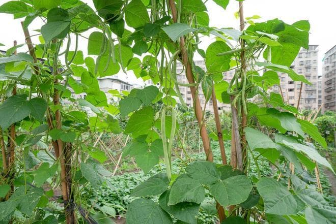 豆角种植时间和方法