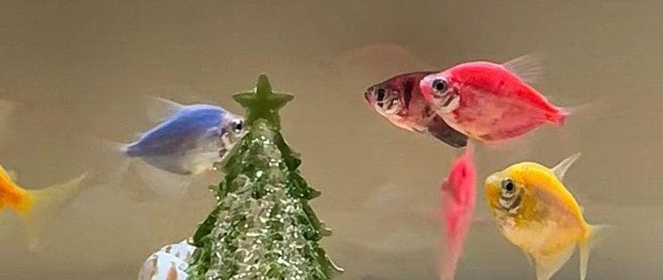 新手小🐟鱼缸搭建指南