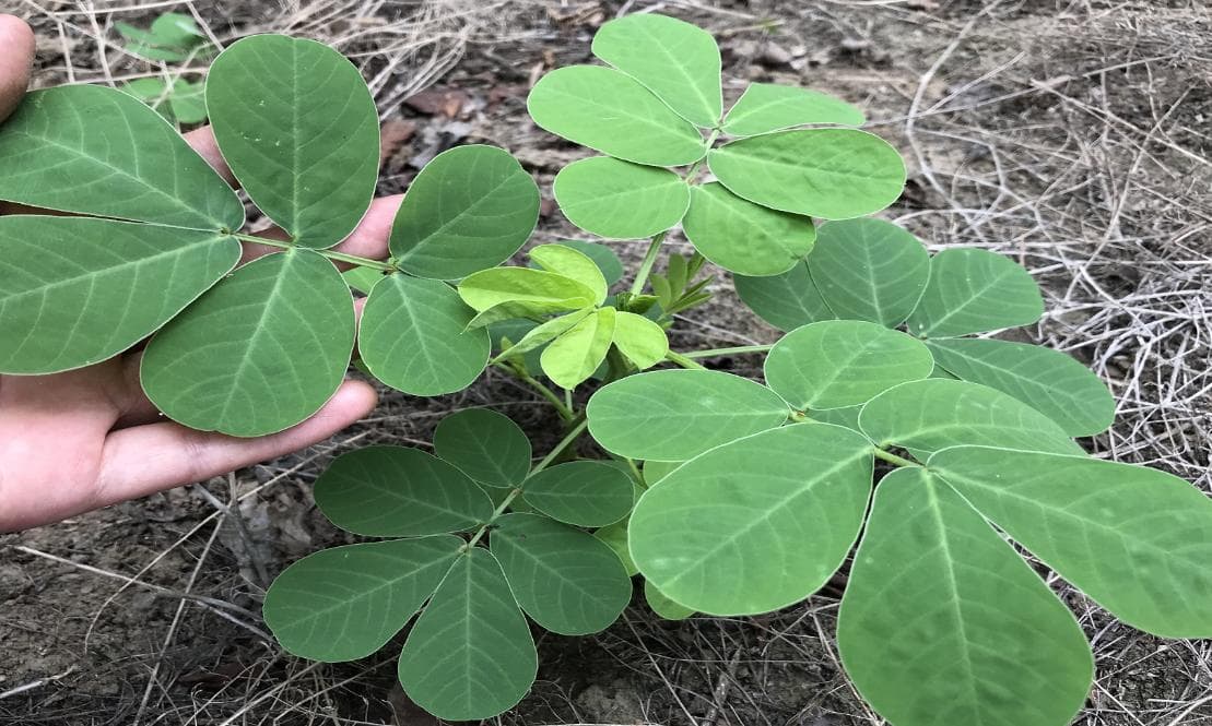 歌曲《本草纲目》中的中医药智慧