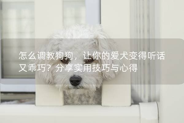 怎么调教狗狗，让你的爱犬变得听话又乖巧？分享实用技巧与心得