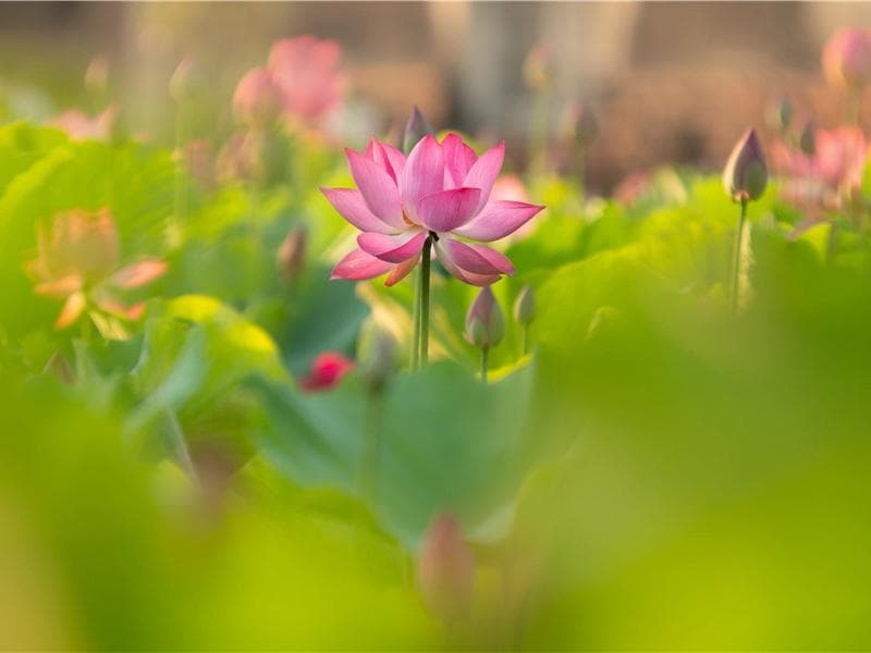 《小重山·春到长门春草青》赏析-李清照的词