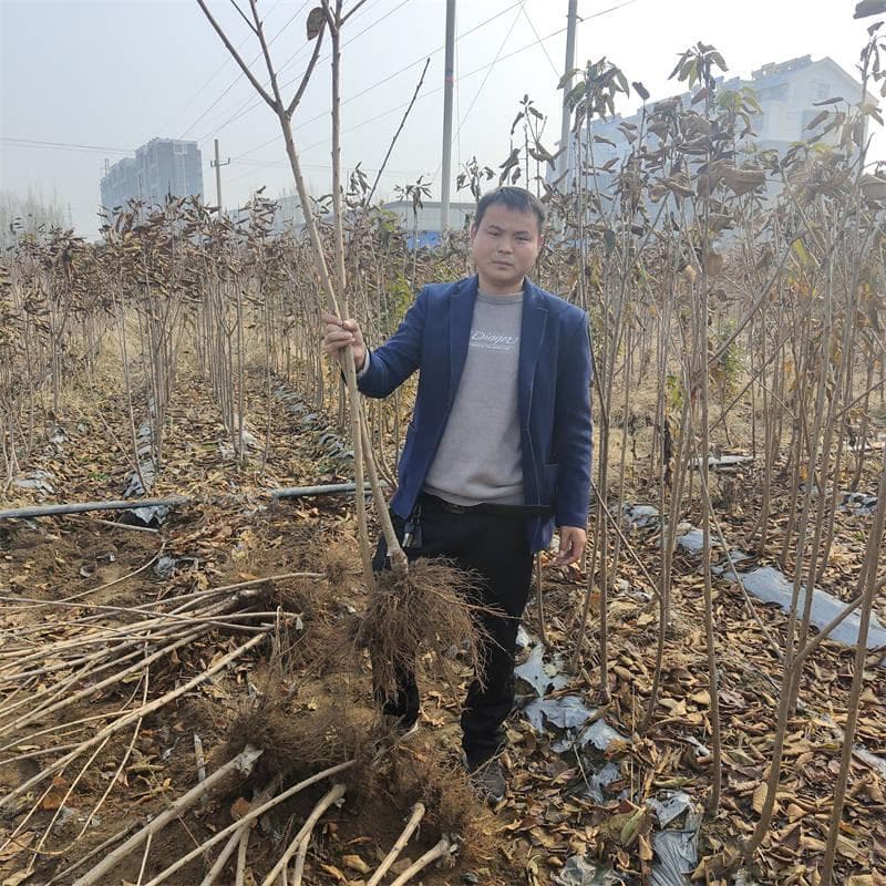 蓝莓苗生长要素解析：光照、温度与土壤需求