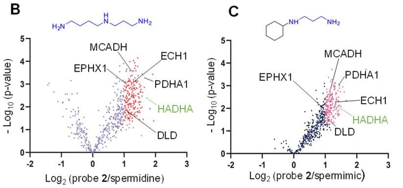 JACS：京都大学团队开发亚精胺生物正交探针，发现新型免疫治疗候选药物