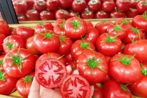 西红柿种植技术全攻略：从选种到打枝的详细指南