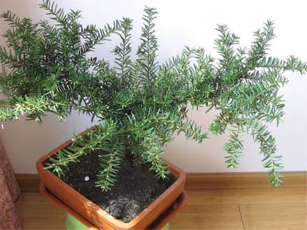 东北红豆杉：国家一级保护野生植物