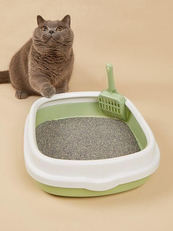 猫咪上厕所训练指南：从幼猫到流浪猫的全面解决方案
