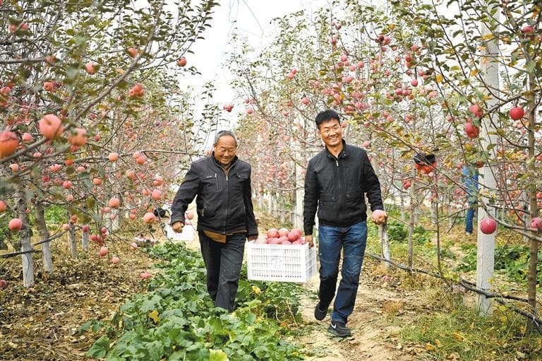 陕西：从苹果大省向苹果强省迈进