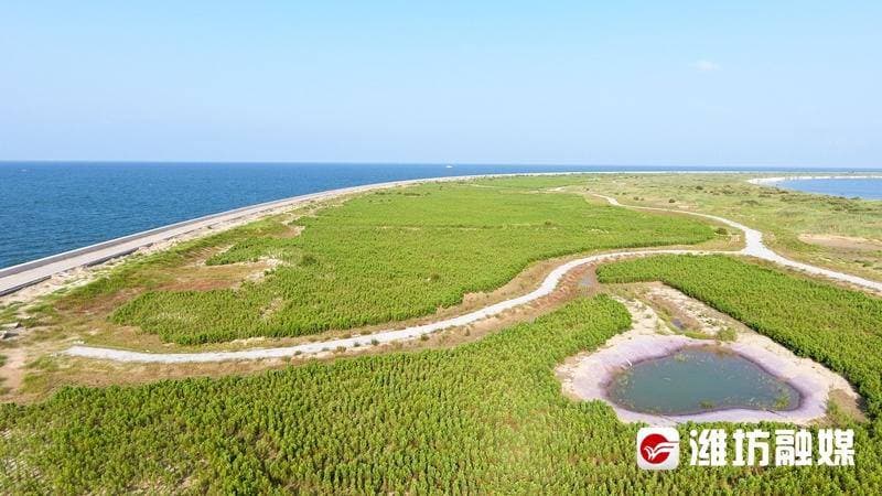 潍坊构筑蓝色生态屏障：海洋生态保护与绿色发展并举