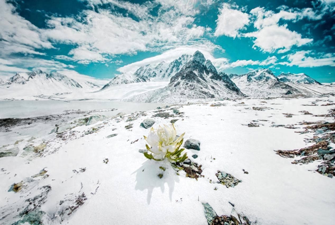 保护利用天山雪莲 将生态高颜值转化为经济高价值