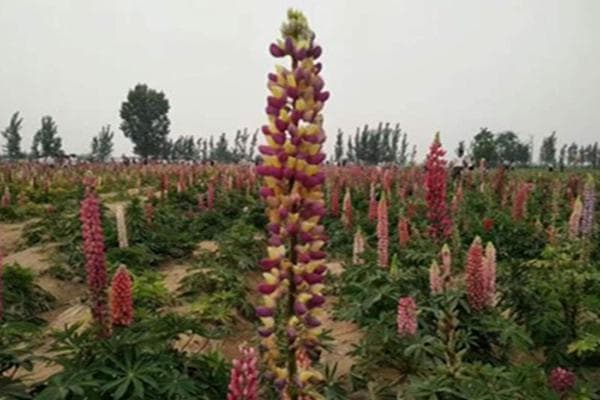 鲁冰花和薰衣草的区别