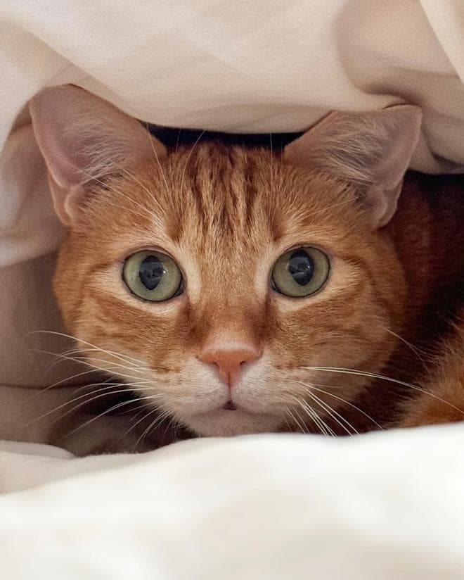 猫咪的口腔护理秘籍：保持猫主子小嘴清新的3个秘诀
