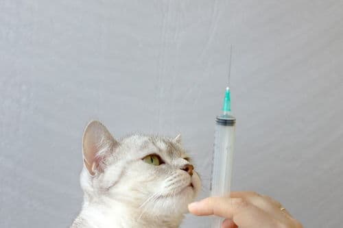 猫咪打针前需安抚，注射后观察反应