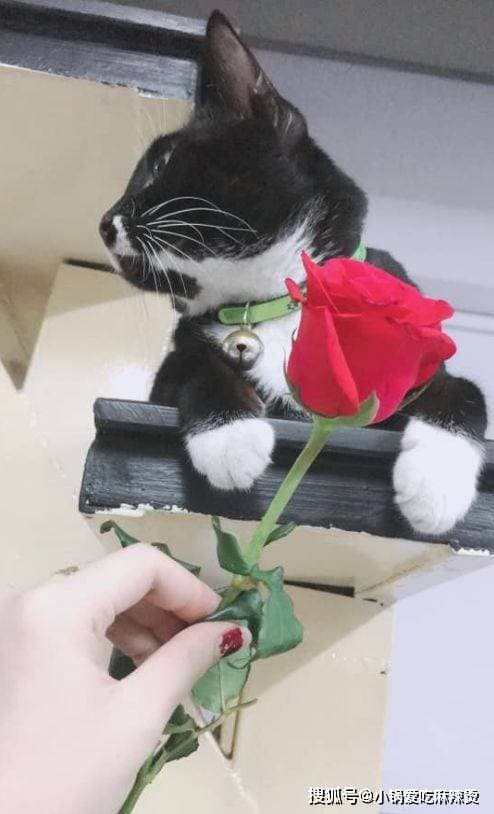 铲屎官必修课：猫咪的日常护理指南