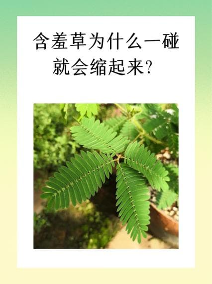 为什么含羞草会收起来？
