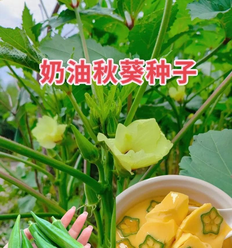 秋葵种植详解（最佳种植时间、种植要点和注意事项）