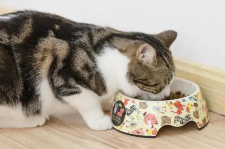 猫咪死了还能再养吗，深度解析与心理调适