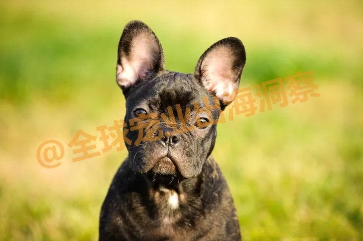 全球最受欢迎宠物犬榜单：法国斗牛犬登顶美国，吉娃娃在英走红