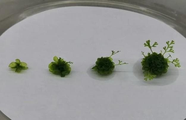 阴生桫椤孢子克隆成功：珍稀植物保护迎来新突破