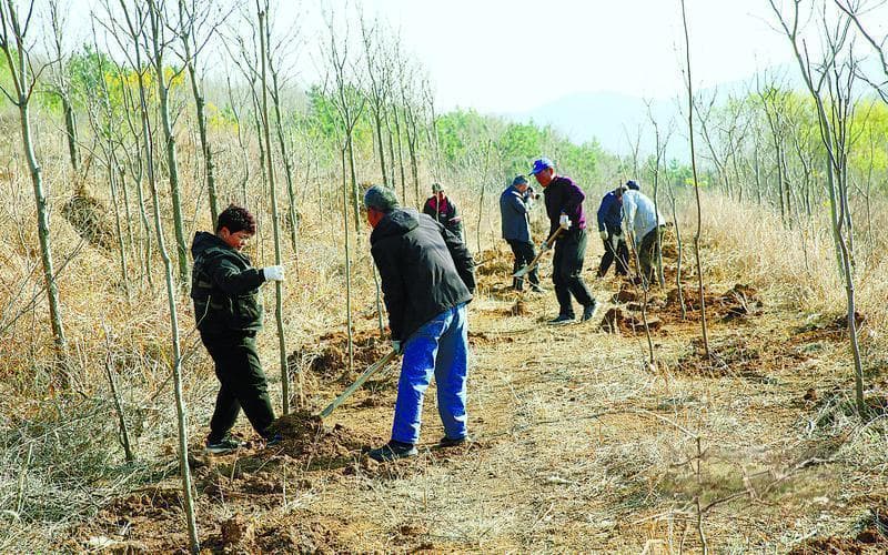 每年200万烟台人植此青绿
