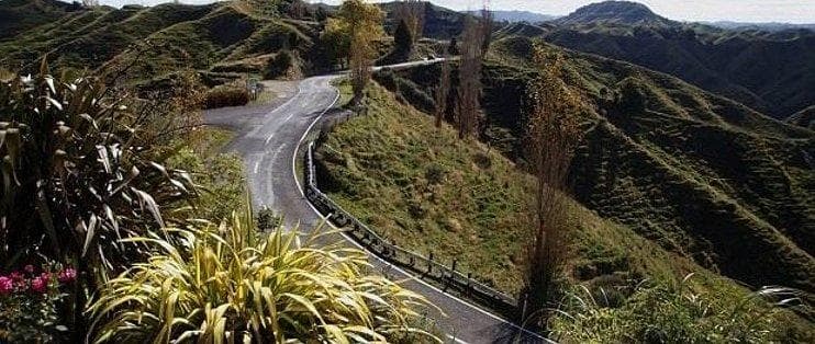 狮子的生存现状与挑战：生态角色、保护策略及其重要性