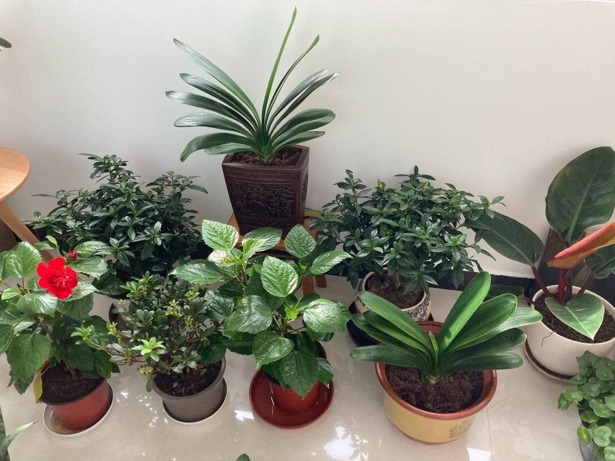 气温降低，这5种盆栽要放在室内养，才会越来越壮，顺利开花