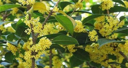 家里可以种桂花树吗？（探讨家庭种植桂花树的可行性及注意事项）