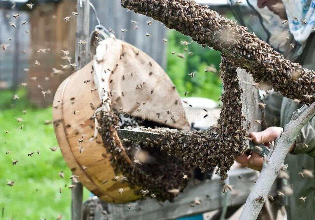 养蜂人必看：活框养殖过箱操作技巧与注意事项