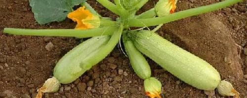 种植西葫芦的四个要点（需注意保温和提供水肥）