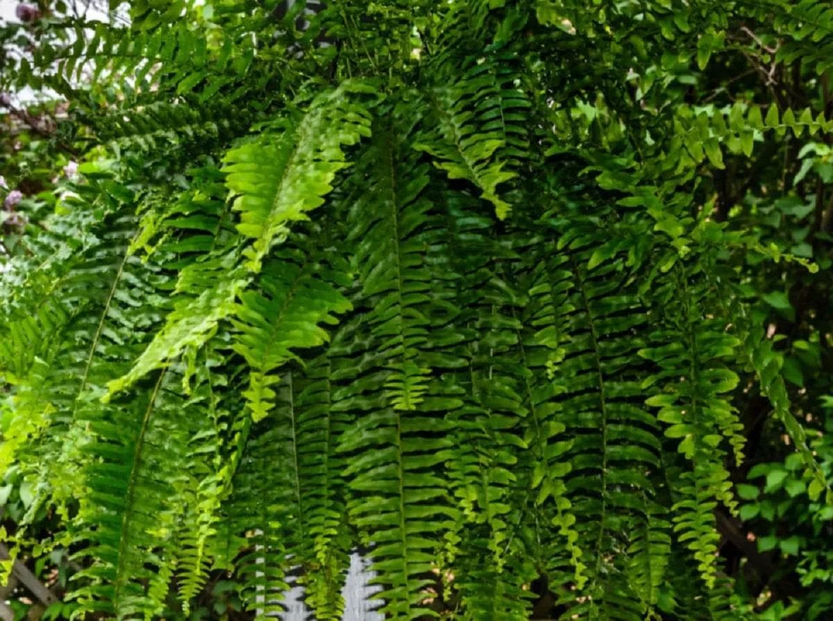 如何给室外蕨类植物浇水和施肥？