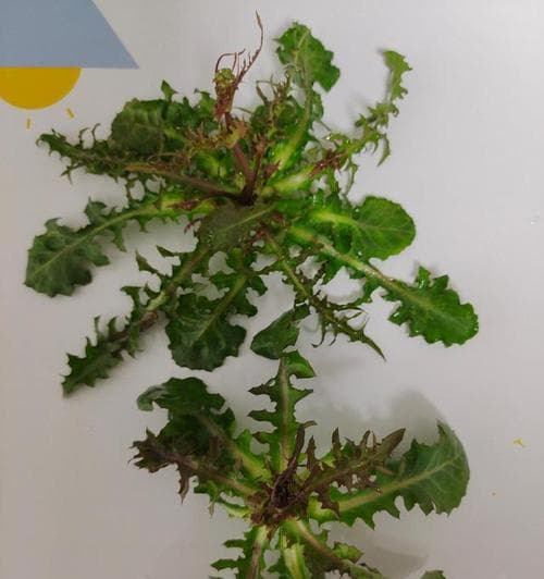 苦麻菜：八大功效与五种美味食用方法
