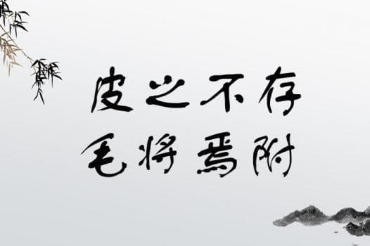 皮之不存毛将焉附与覆巢之下焉有完卵：两个成语的智慧