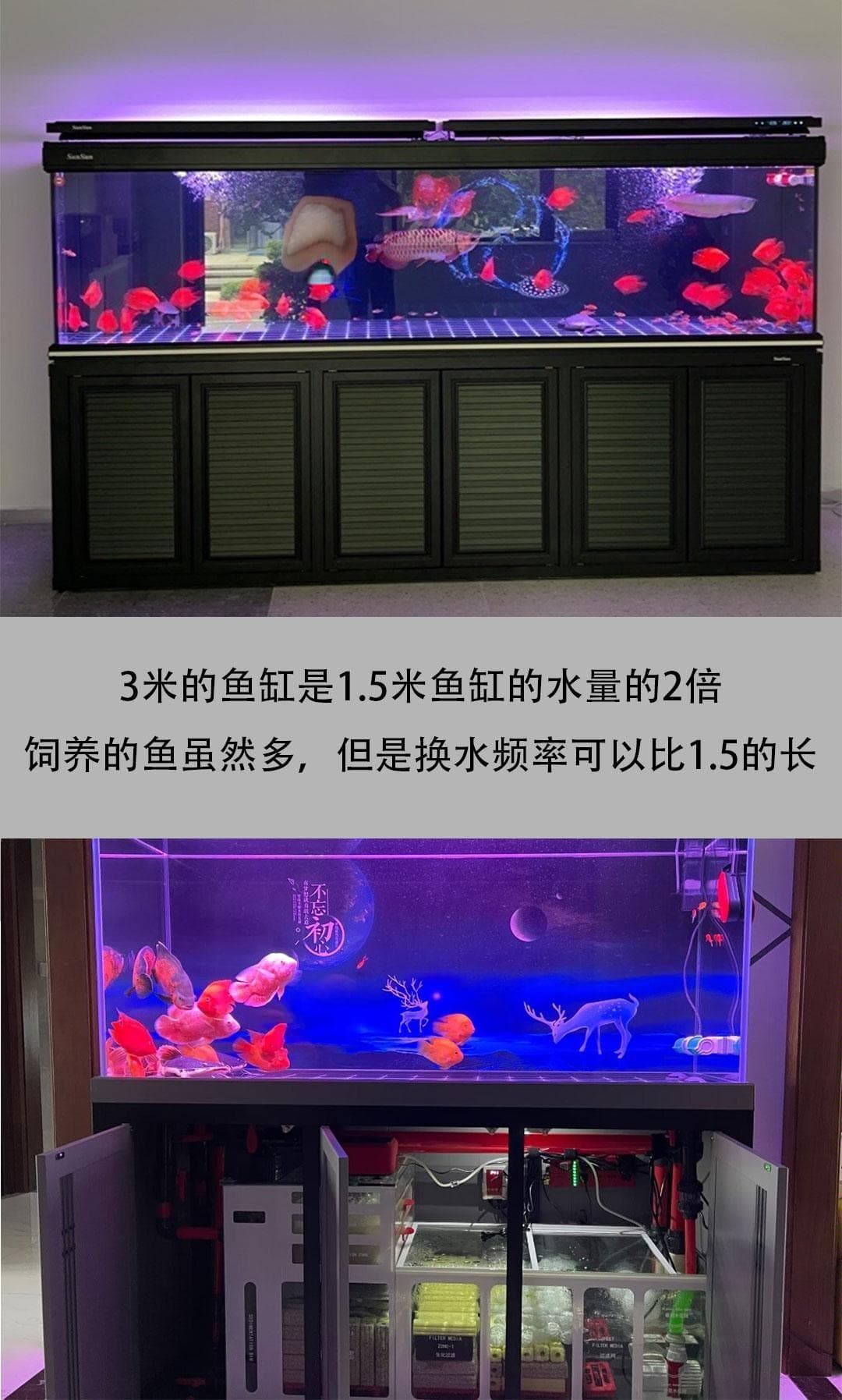 鱼缸多久换一次水？影响换水频率的多种因素分析