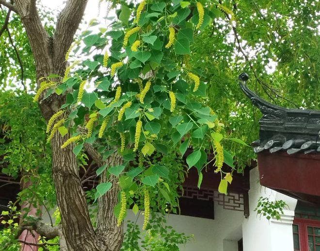 乌桕，又称桕树、木梓树，有4大作用，价值极高，农民要了解！