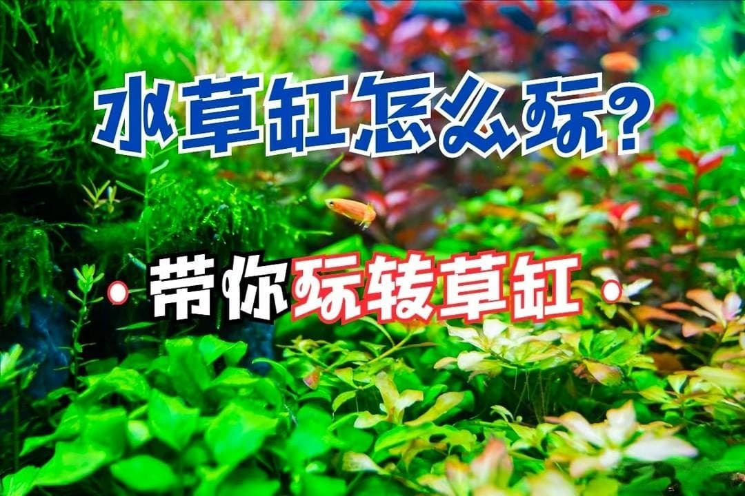 想要玩水草缸？这些设备你要有，知道这些你就能玩明白了
