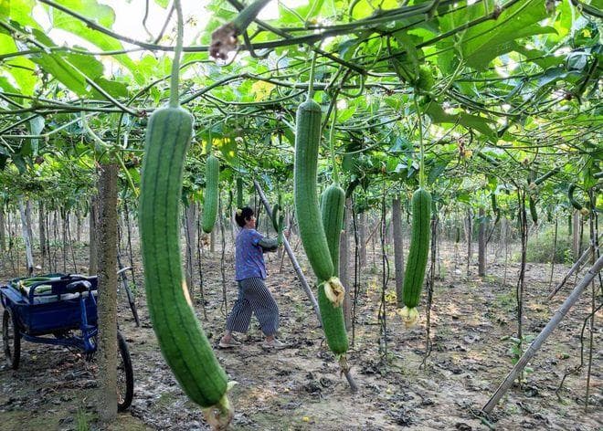 丝瓜什么时候种植最好