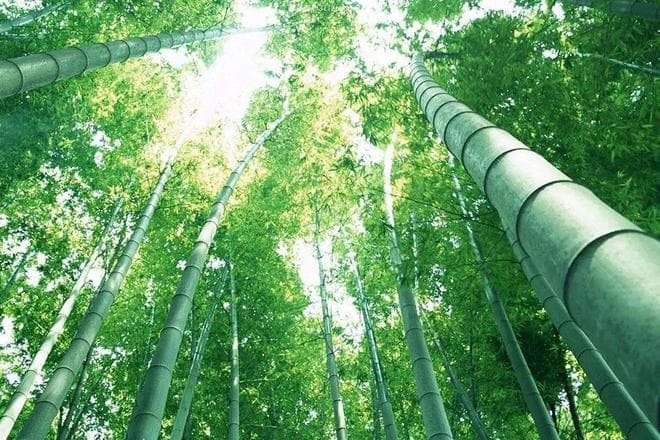 竹结构：可持续建筑的未来之光