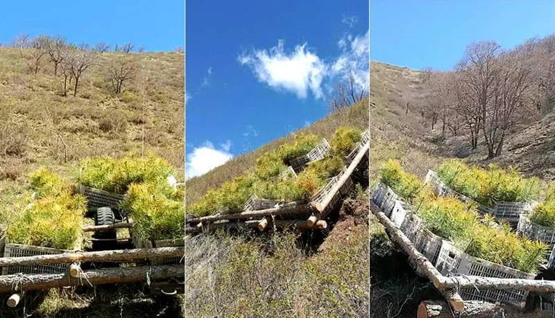 文明中国·河北篇 | 用新质生产力续写塞罕坝“绿色传奇”