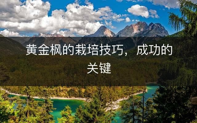 黄金枫的栽培技巧，成功的关键
