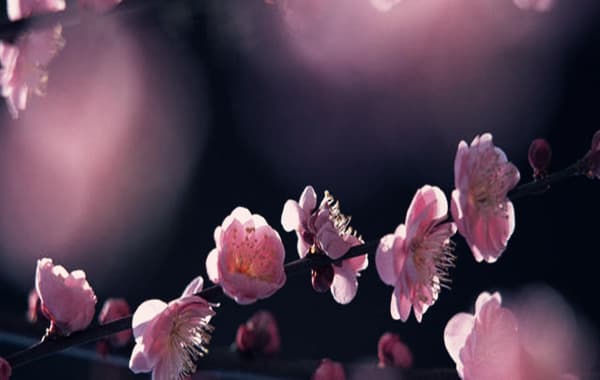 桃花神煞查询：八字命理中的情感密码