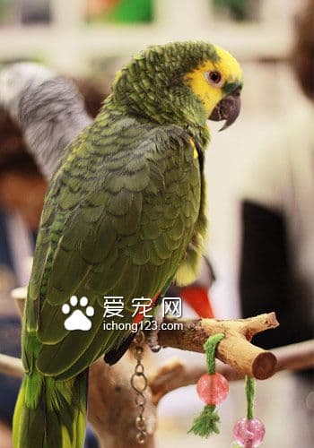 什么宠物鸟寿命最长？常见宠物鸟寿命大盘点及养护指南