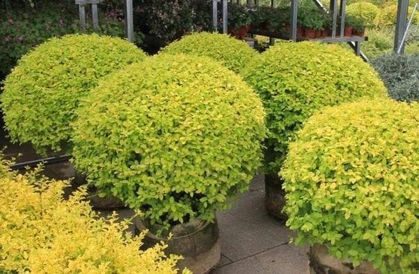 从截剪到拉枝：花卉整形与修剪完全指南