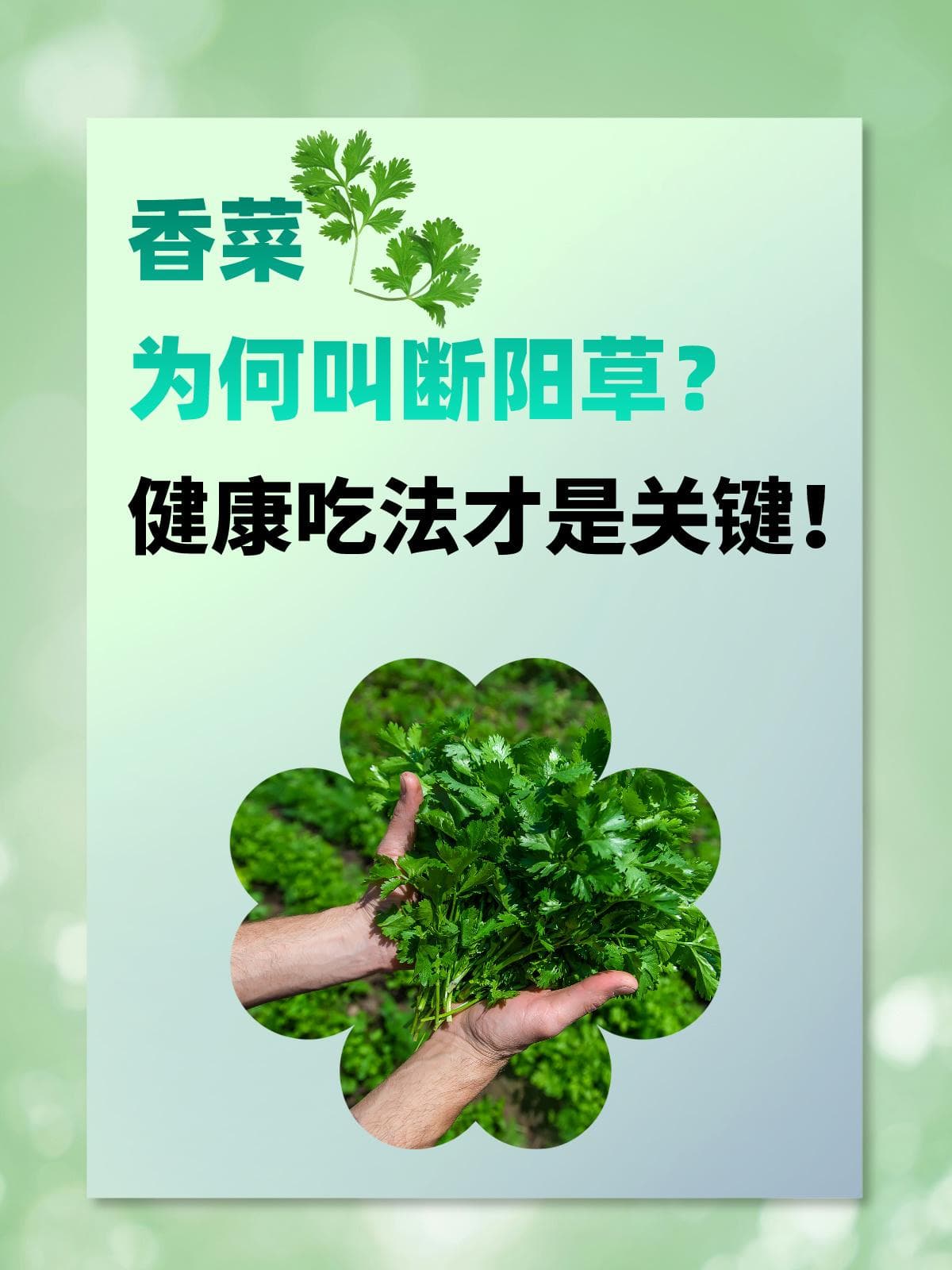 香菜为何叫断阳草？健康吃法才是关键