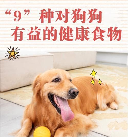 小狗有什么好的食物？如何选择适合小狗的健康食品？