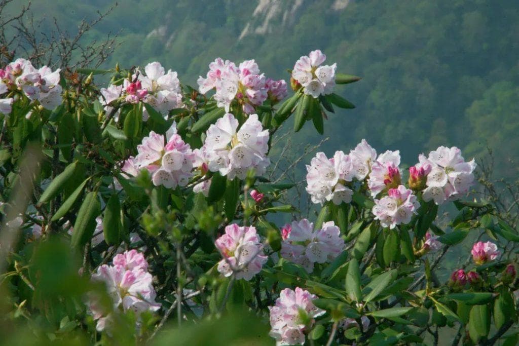 海拔400-2500米悬崖峭壁上，老君山卷丹百合迎风绽放