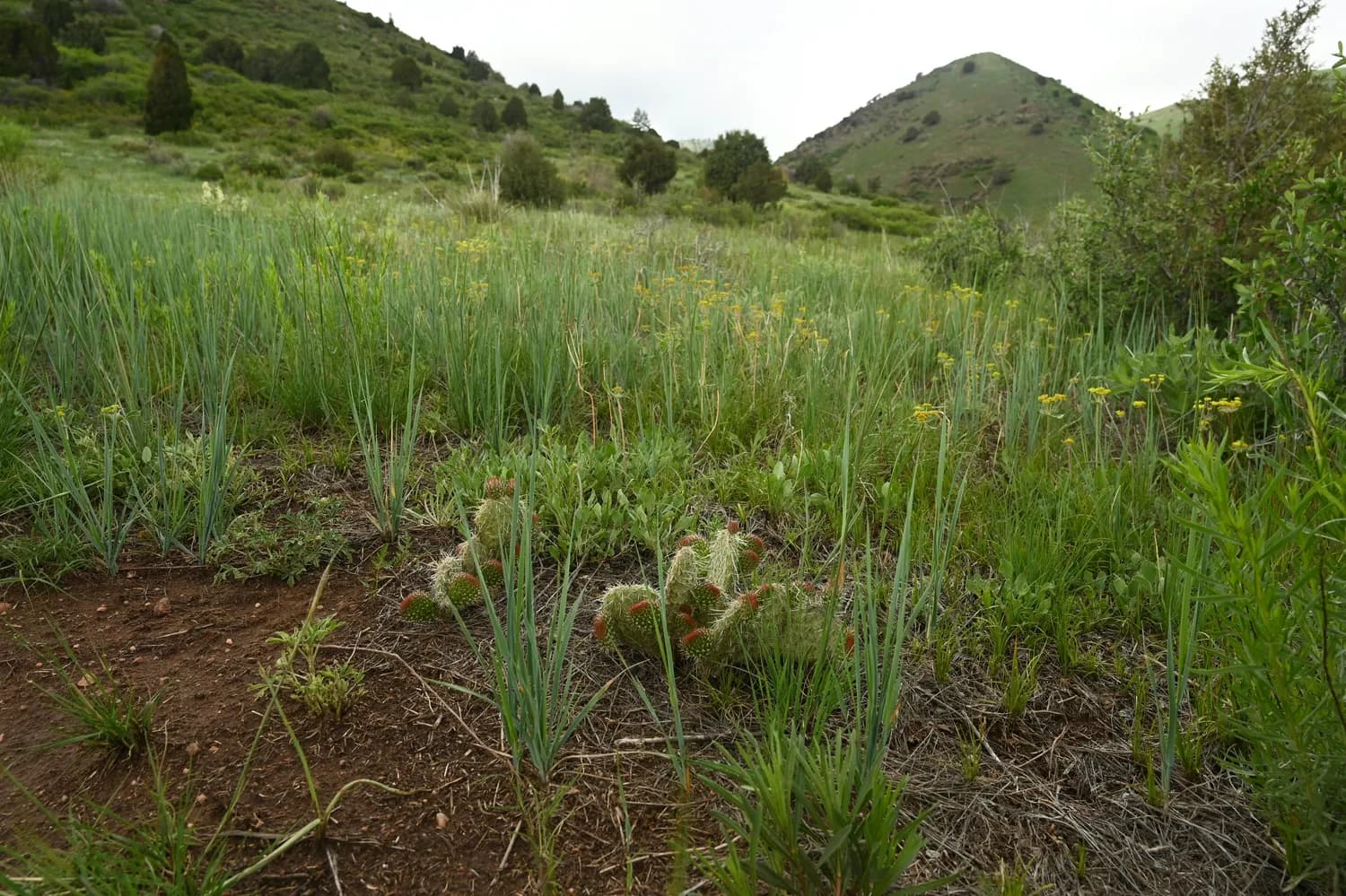 中药材知母：种植技巧大揭秘！