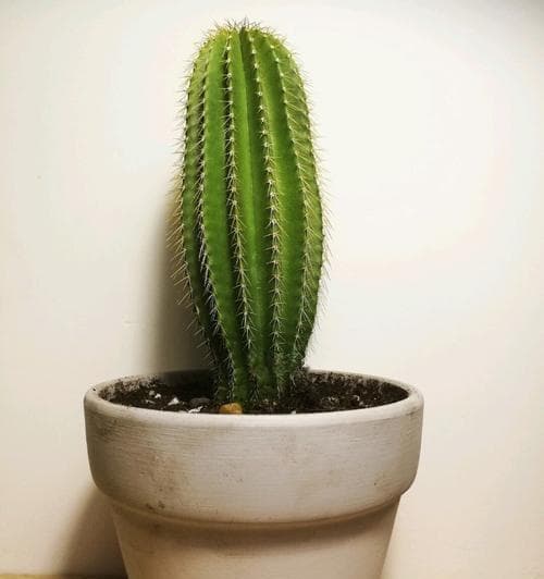 家里种仙人掌的好处与注意事项（室内种植仙人掌的技巧与优点）