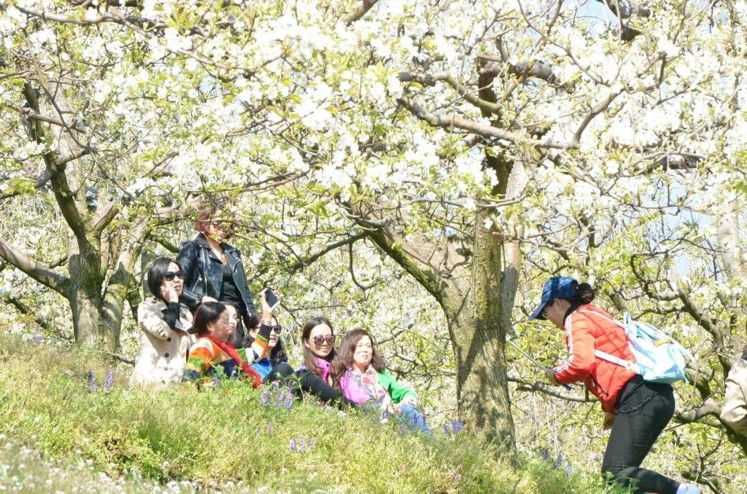 【美好生活在云南】云南的花花世界：梨花绽放 与春风共赴一场花事