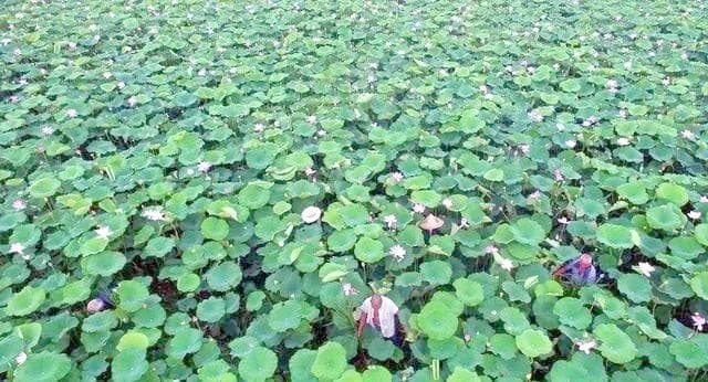 莲藕种植全攻略：从繁殖技巧到高产管理，助你轻松培育优质莲藕